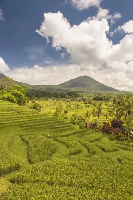 Framed Print : Paddy field at Jatiluwih Rice Terrace. Bali Framed Print : Paddy field at Jatiluwih Rice Terrace. Bali