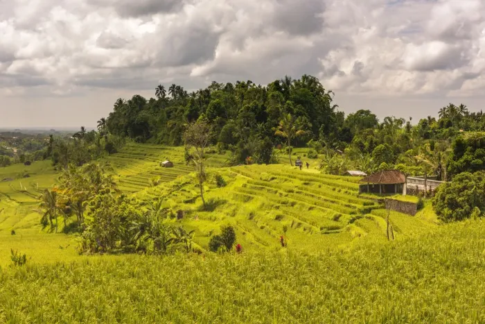 Framed Print : Paddy field at Jatiluwih Rice Terrace. Bali Framed Print : Paddy field at Jatiluwih Rice Terrace. Bali