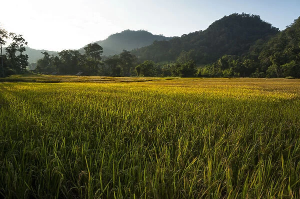 Paddy fields, Pang Mapha or Soppong region, Mae Hong Son province, northern Thailand, Thailand, Asia