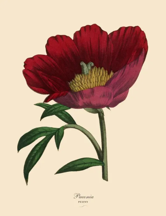 Framed Print : Paenoia or Peony Plant, Victorian Botanical Illustration Framed Print : Paenoia or Peony Plant, Victorian Botanical Illustration