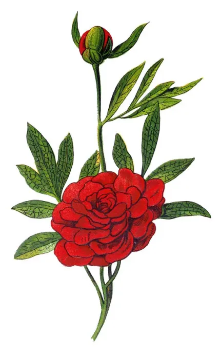 Framed Print : Paeonia officinalis, the common peony, or garden peony Framed Print : Paeonia officinalis, the common peony, or garden peony