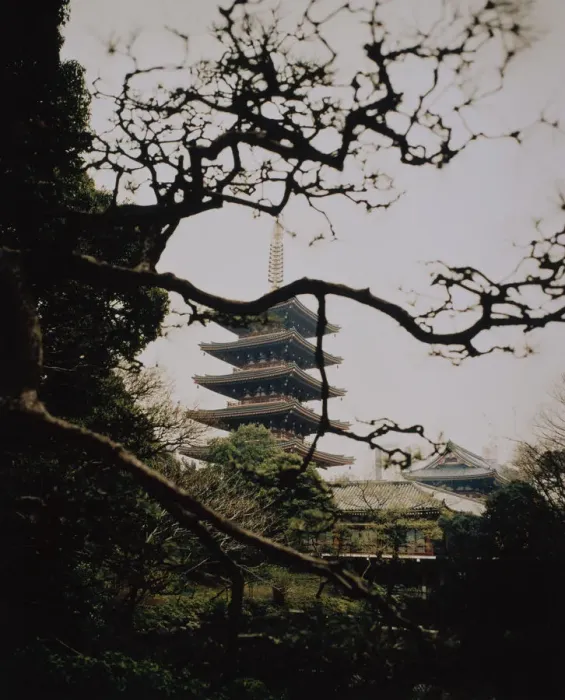 Framed Print : Pagoda Near Trees Framed Print : Pagoda Near Trees