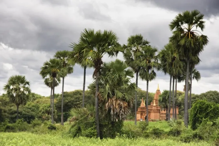 Framed Print : Pagoda among palm trees