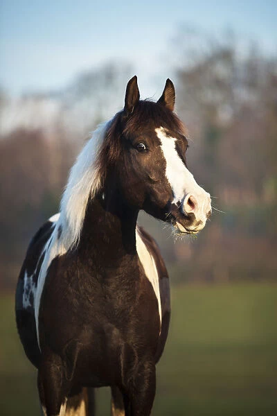 Paint Horse, brown tobiano, gelding
