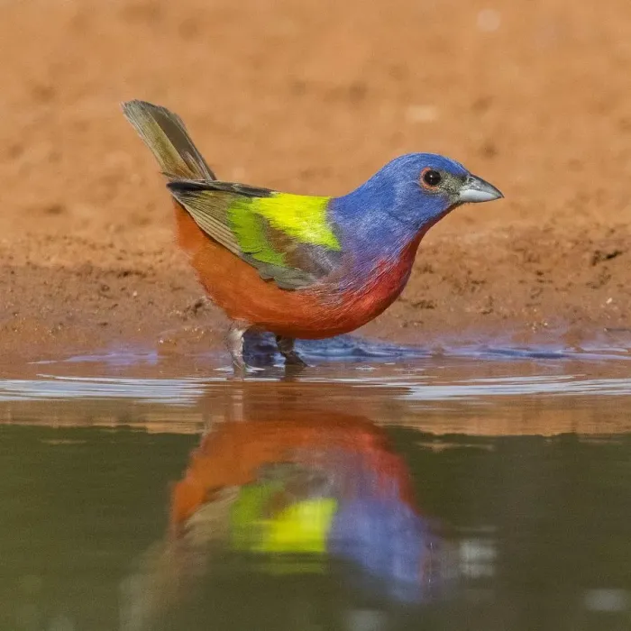 Framed Print : Painted Bunting