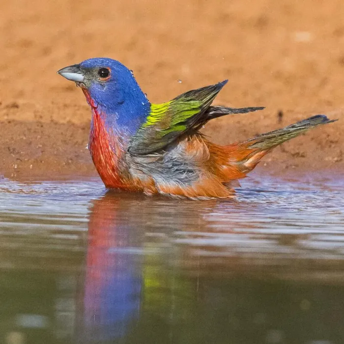 Framed Print : Painted Bunting Framed Print : Painted Bunting