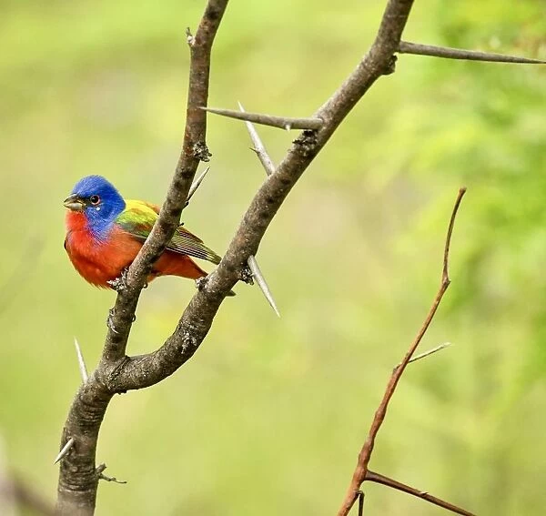 Painted Bunting perched in the forest in Texas