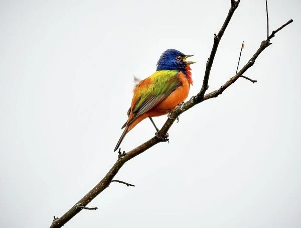 Painted Bunting singing on a dead branch outside Fort Worth