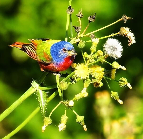 Painted Bunting during Spring Migration