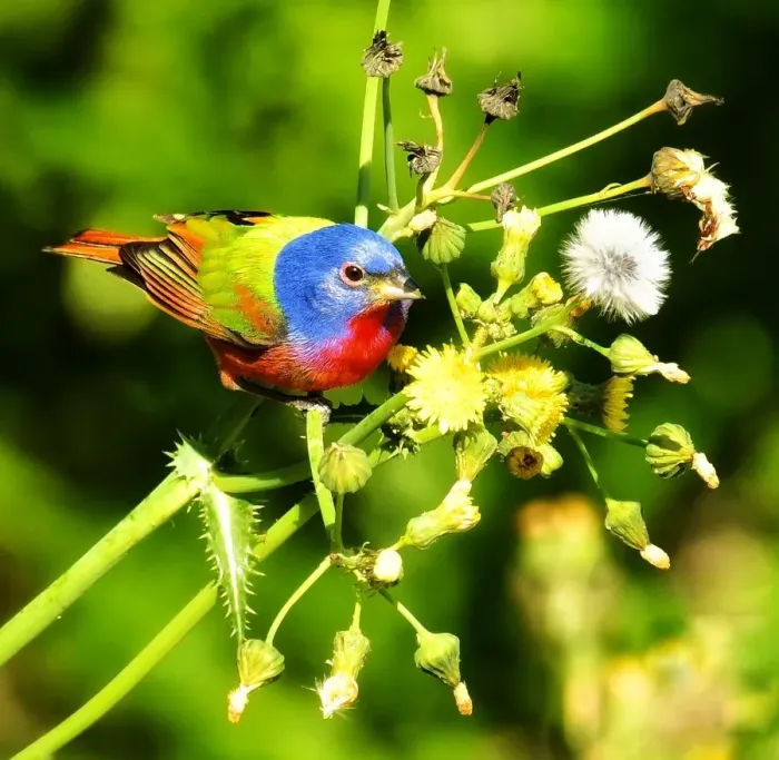 Framed Print : Painted Bunting during Spring Migration Framed Print : Painted Bunting during Spring Migration