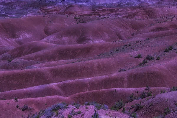 Painted Desert Azorina