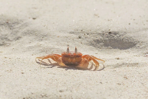 Painted Ghost Crab or Cart Driver Crab -Ocypode gaudichaudii-, San Cristobal Island, Galapagos Islands, Ecuador