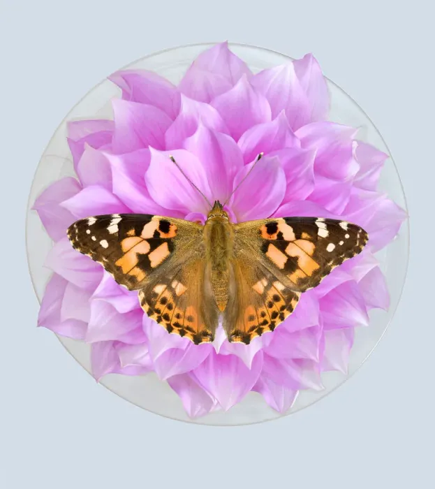 Framed Print : Painted Lady Framed Print : Painted Lady