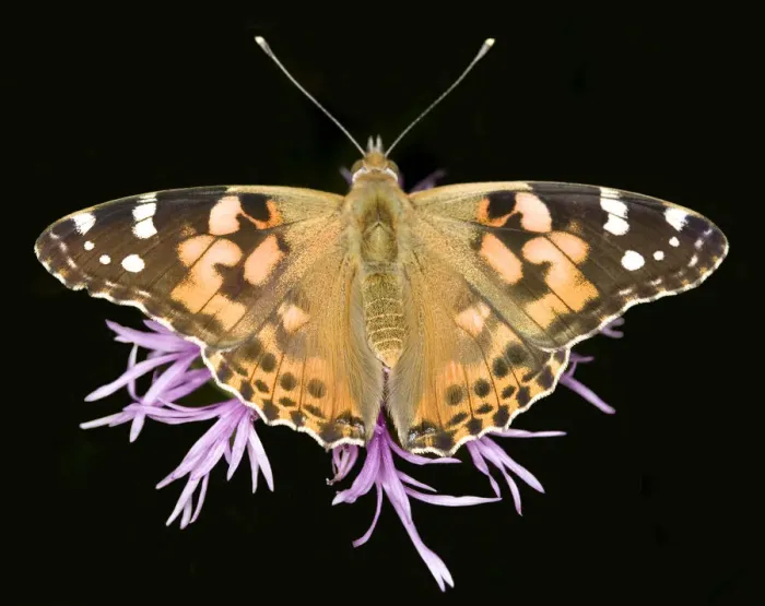 Framed Print : Painted Lady Framed Print : Painted Lady