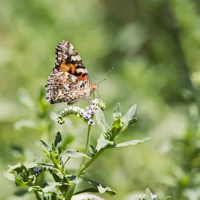 Framed Print : Painted Lady Butterfly