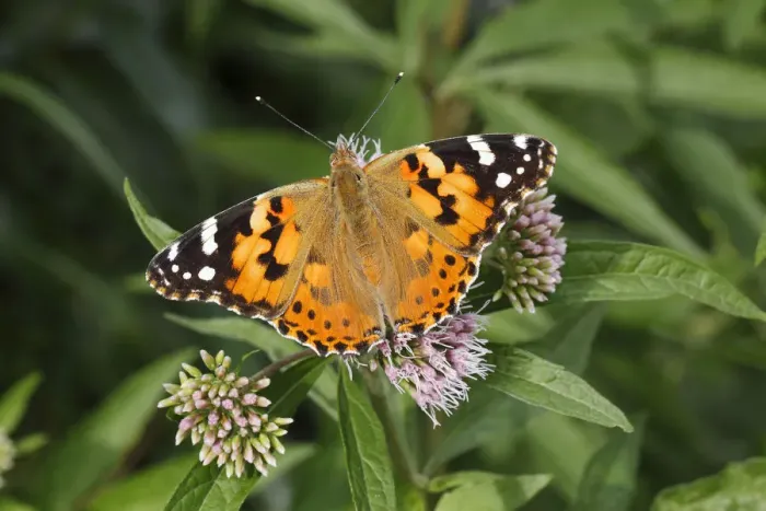 Framed Print : Painted Lady -Vanessa cardui, Cynthia cardui- perched on wild majoram, Altenseelbach, Neunkirchen, North Rhine-Westphalia, Germany Framed Print : Painted Lady -Vanessa cardui, Cynthia cardui- perched on wild majoram, Altenseelbach, Neunkirchen, North Rhine-Westphalia, Germany