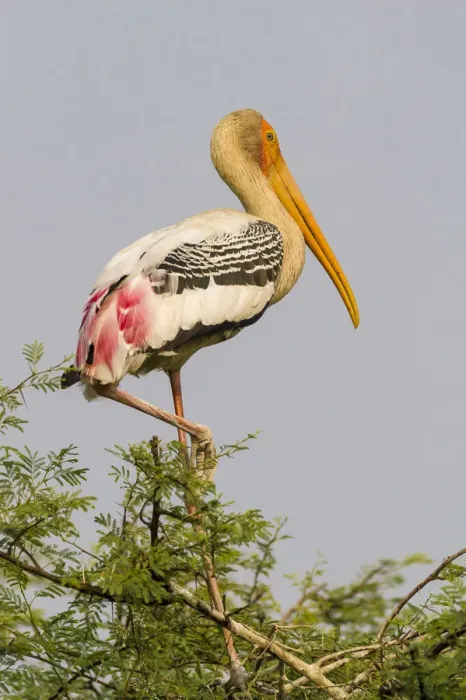 Framed Print : Painted Stork -Mycteria leucocephala-, Keoladeo National Park, Rajasthan, India Framed Print : Painted Stork -Mycteria leucocephala-, Keoladeo National Park, Rajasthan, India