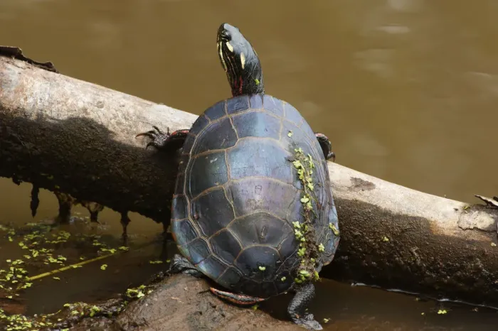 Framed Print : Painted turtle on summer pond Framed Print : Painted turtle on summer pond
