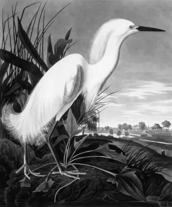 Framed Print : Painting Of White Egret (Snowy Heron) Framed Print : Painting Of White Egret (Snowy Heron)