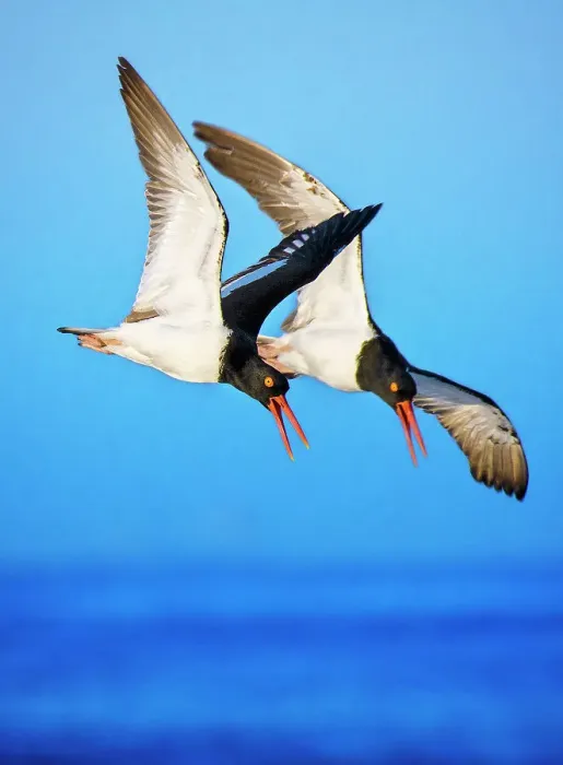 Framed Print : Pair of American Oystercatchers in Flight Against Blue Sky Framed Print : Pair of American Oystercatchers in Flight Against Blue Sky