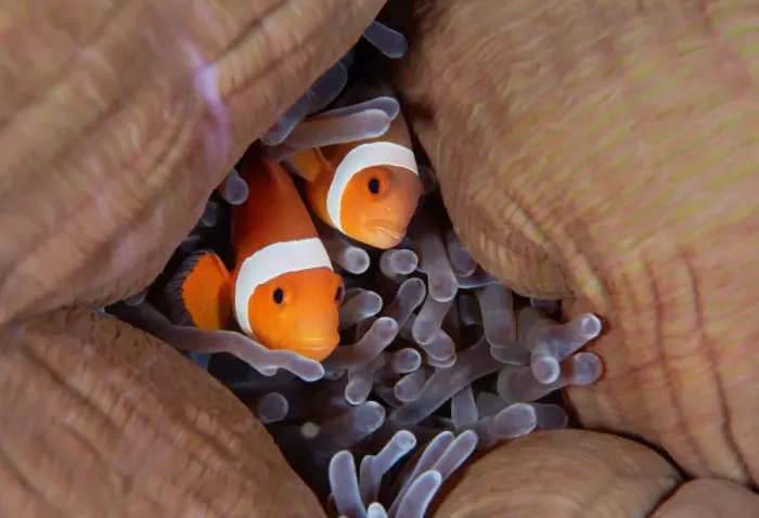 Framed Print : Pair anemonefish at their home. West Papua Framed Print : Pair anemonefish at their home. West Papua