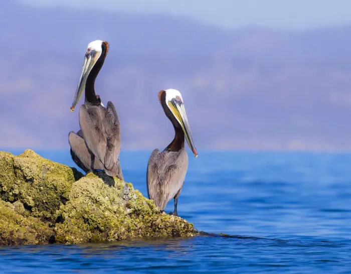 Framed Print : Pair of Brown Pelicans (Pelecanus occidentalis) perching on rock, Baja Peninsula, Sea of Cortez, Gulf of California, Mexico Framed Print : Pair of Brown Pelicans (Pelecanus occidentalis) perching on rock, Baja Peninsula, Sea of Cortez, Gulf of California, Mexico