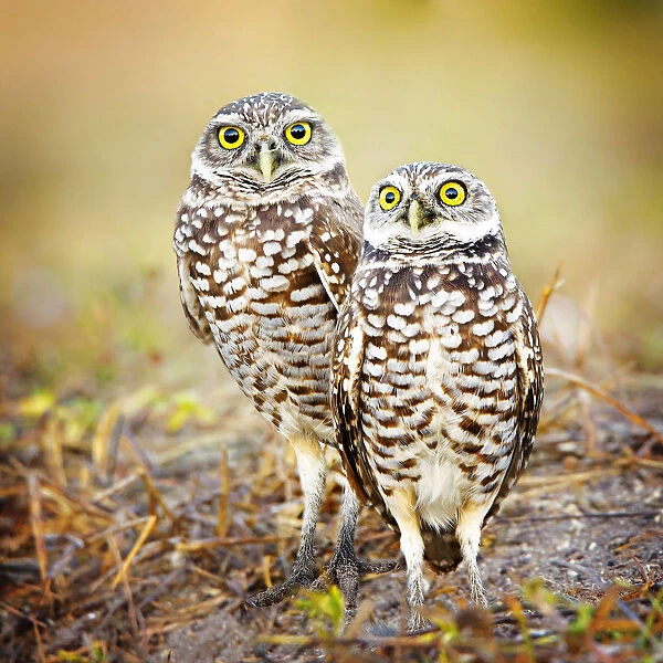 Pair of Burrowing Owls (Athene cunicularia) Standing by Their Nest at Cape Coral, Florida