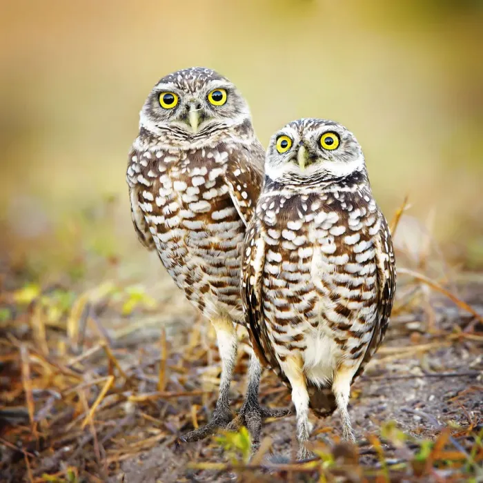 Framed Print : Pair of Burrowing Owls (Athene cunicularia) Standing by Their Nest at Cape Coral, Florida