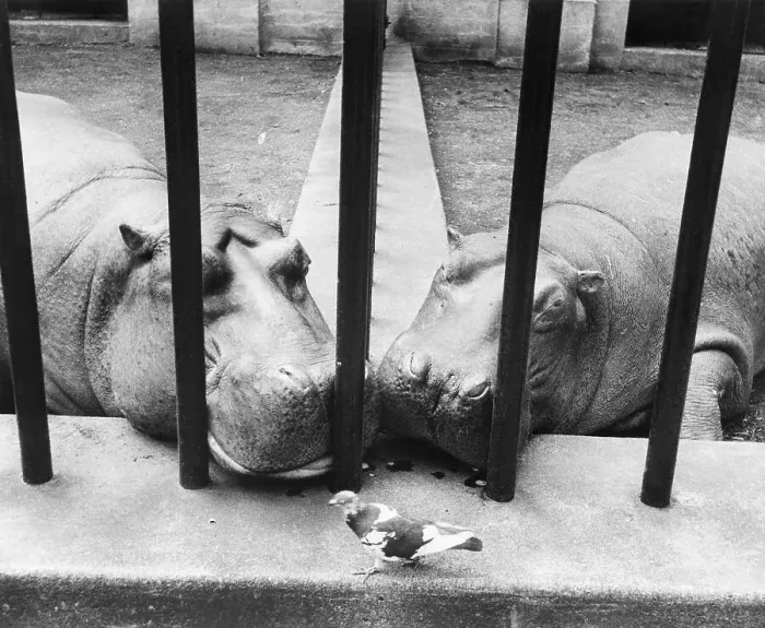 Framed Print : Pair of Hippos Watching Pigeon in Zoo Framed Print : Pair of Hippos Watching Pigeon in Zoo