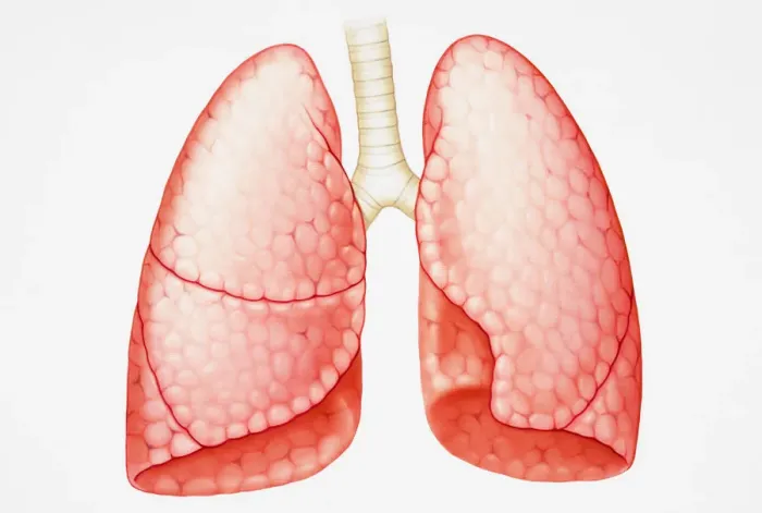 Framed Print : Pair of human lungs Framed Print : Pair of human lungs