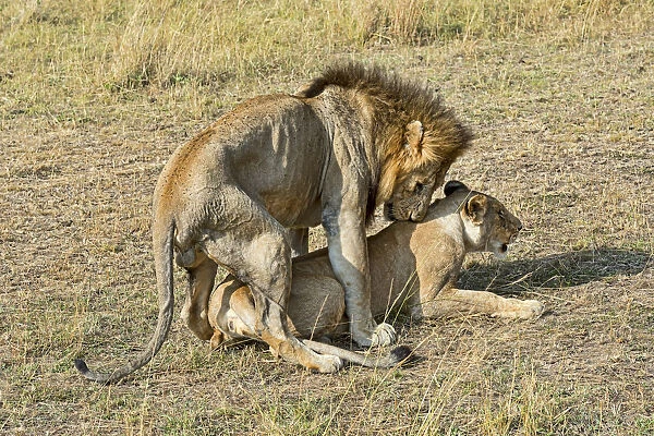 Pair of Lions -Panthera leo-, mating, Msai Mara National Reserve, Kenya