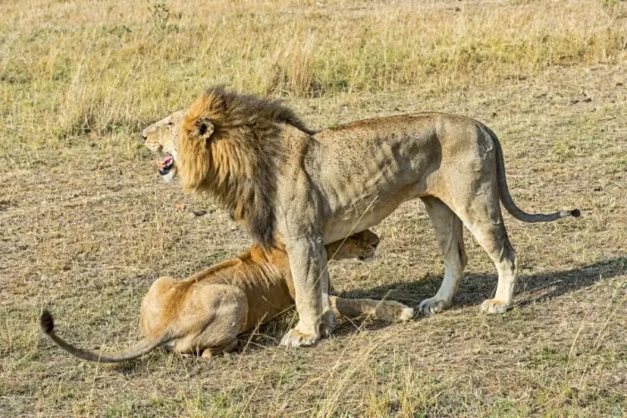 Framed Print : Pair of Lions -Panthera leo-, willing to mate, Msai Mara National Reserve, Kenya Framed Print : Pair of Lions -Panthera leo-, willing to mate, Msai Mara National Reserve, Kenya