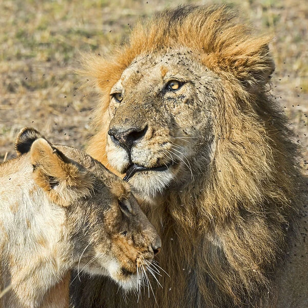 Pair of Lions -Panthera leo-, willing to mate, Msai Mara National Reserve, Kenya
