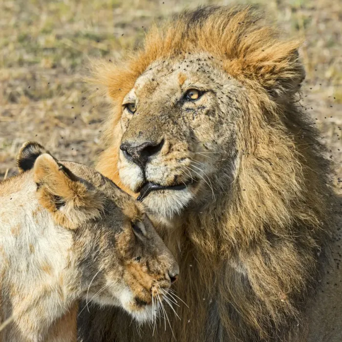 Framed Print : Pair of Lions -Panthera leo-, willing to mate, Msai Mara National Reserve, Kenya Framed Print : Pair of Lions -Panthera leo-, willing to mate, Msai Mara National Reserve, Kenya