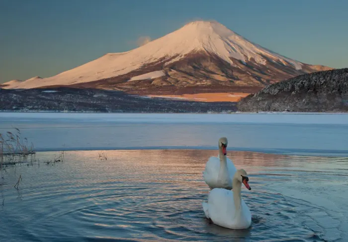Framed Print : A pair of mute swans in Lake Kawaguchi disrupt the reflection of Mt. Fuji, Japan Framed Print : A pair of mute swans in Lake Kawaguchi disrupt the reflection of Mt. Fuji, Japan