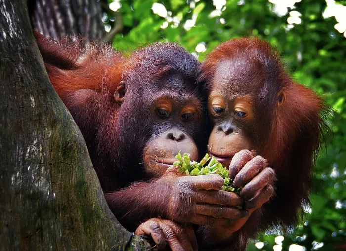 Framed Print : Pair of Orang Utans Framed Print : Pair of Orang Utans