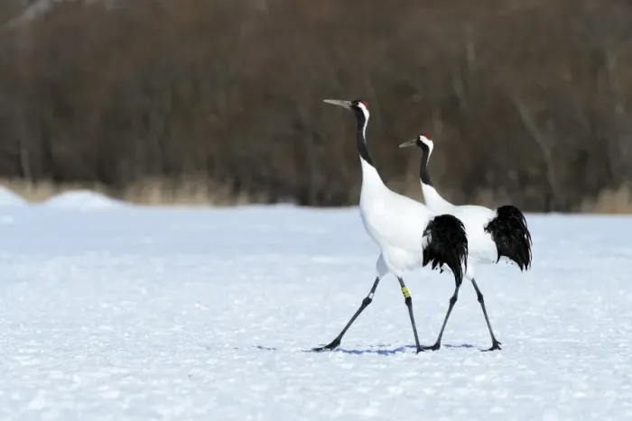 Framed Print : A pair of Red-crowned Cranes, Japanese Cranes or Manchurian Cranes -Grus Japonensis-, during courtship, Kushiro-Shitsugen-Nationalpark, Kushiro, Hokkaido, Japan