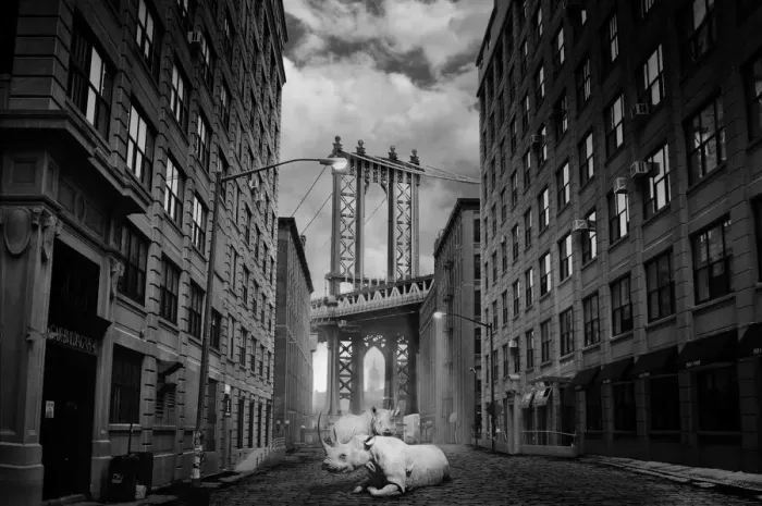 Framed Print : Pair of Rhinoceros in Brooklyn by night Framed Print : Pair of Rhinoceros in Brooklyn by night