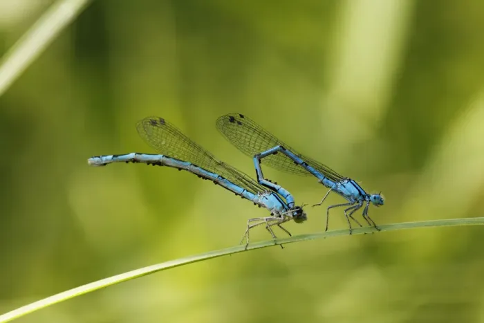 Framed Print : Pairing of Common Blue Damselflies (Enallagma cyathigerum) with parasitic mites, Bavaria, Germany, Europe Framed Print : Pairing of Common Blue Damselflies (Enallagma cyathigerum) with parasitic mites, Bavaria, Germany, Europe