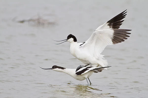 Pairing of two Pied Avocets -Recurvirostra avosetta-, Texel, The Netherlands