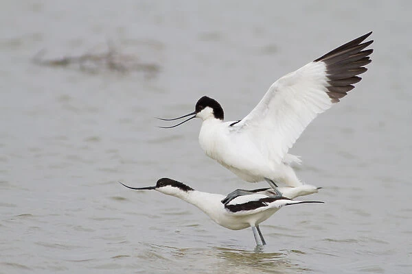 Pairing of two Pied Avocets -Recurvirostra avosetta-, Texel, The Netherlands