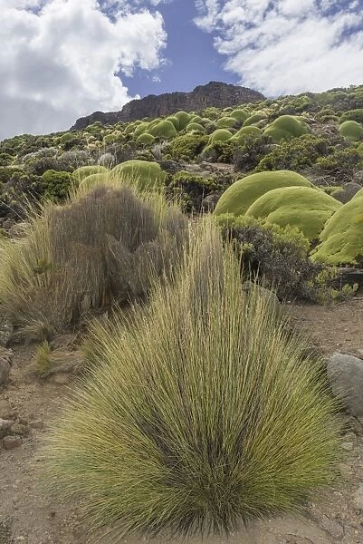 Paja Brava, Paja Ichu or Yarava Ichu grass plants with the Yareta or Llareta cushion plant -Azorella compacta- growing on the slopes of the Taapaca volcano, Arica y Parinacota Region, Chile