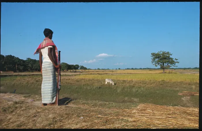 Framed Print : Pakistani Farmer Gazing over Field Framed Print : Pakistani Farmer Gazing over Field
