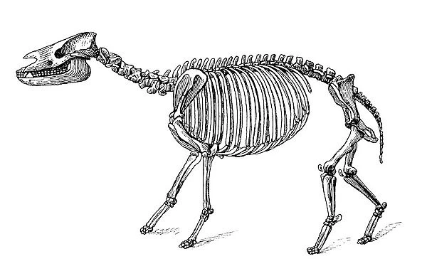 Palaeotherium ( old beast ) is an extinct genus of primitive perissodactyl ungulate