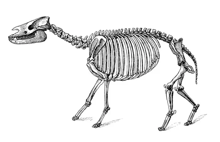 Framed Print : Palaeotherium ( old beast ) is an extinct genus of primitive perissodactyl ungulate Framed Print : Palaeotherium ( old beast ) is an extinct genus of primitive perissodactyl ungulate
