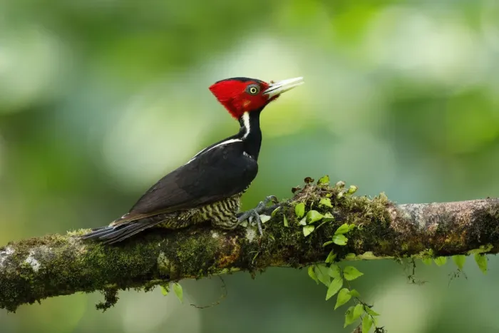 Framed Print : Pale-billed Woodpecker Framed Print : Pale-billed Woodpecker