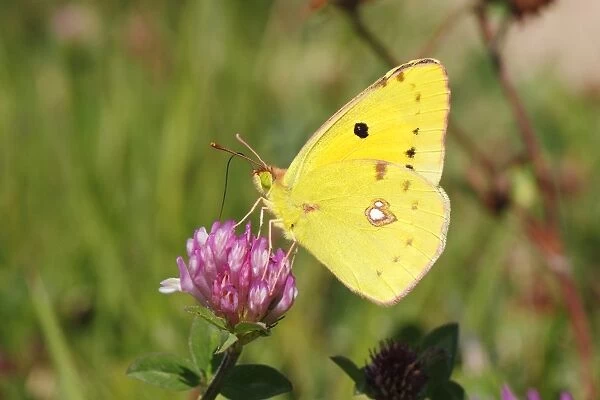 Pale Clouded Yellow -Colias hyale-, male butterfly on Red Clover -Trifolium pratense-, North Rhine-Westphalia, Germany