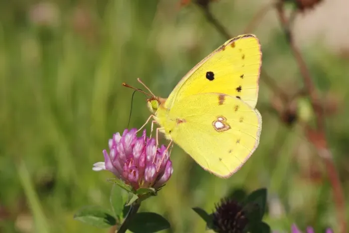 Framed Print : Pale Clouded Yellow -Colias hyale-, male butterfly on Red Clover -Trifolium pratense-, North Rhine-Westphalia, Germany