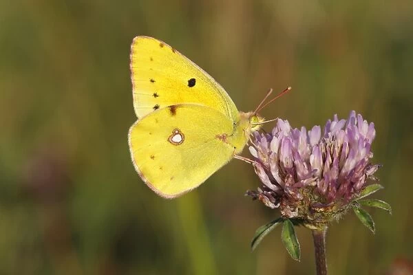 Pale Clouded Yellow -Colias hyale-, male perched on the flower of a red clover, Altenseelbach, Neunkirchen, North Rhine-Westphalia, Germany