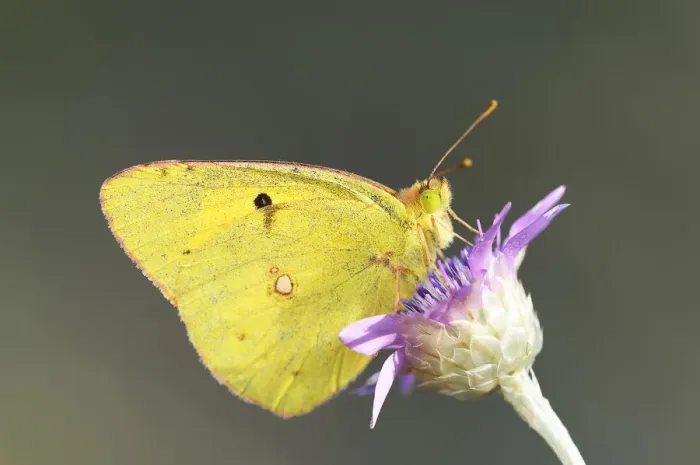 Framed Print : Pale Clouded Yellow -Colias hyale- on a flower, Bulgaria Framed Print : Pale Clouded Yellow -Colias hyale- on a flower, Bulgaria